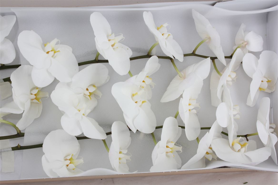 Orchids / Strelitzia