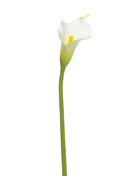 Silk Calla Lily 66cm