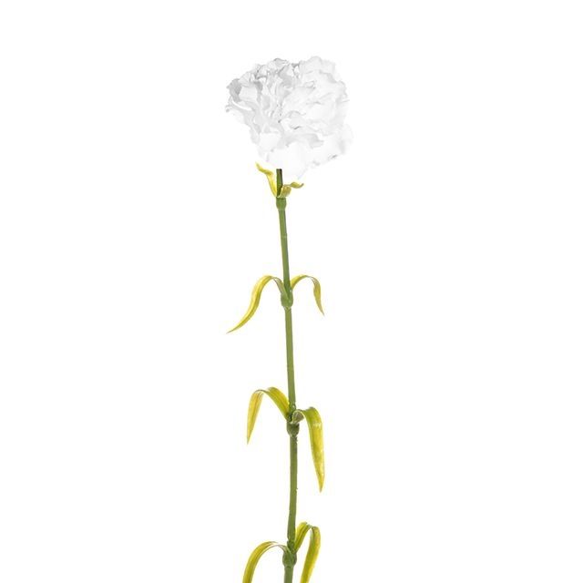 Carnation White 63cm