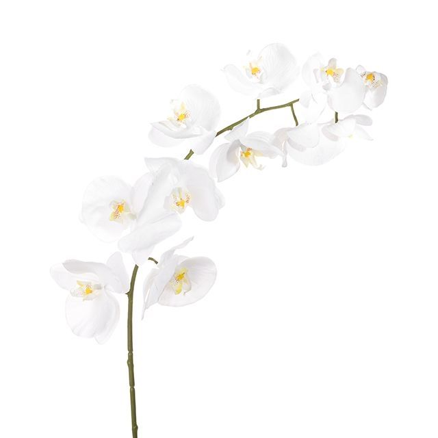 Prestige Orchid White 100cm