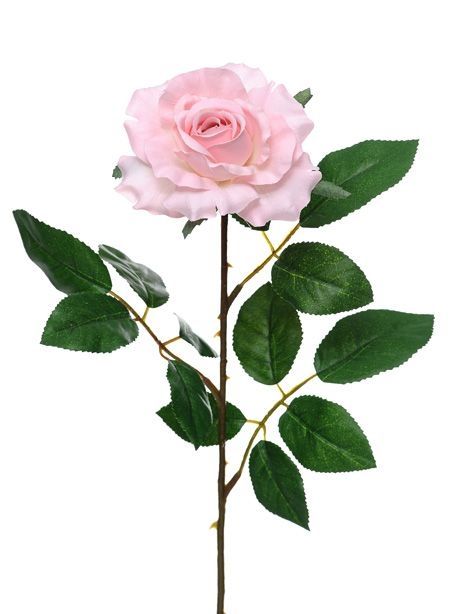 Premium Rose Medium Soft Pink