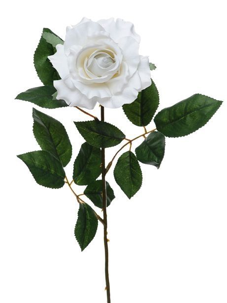 Premium Rose Medium White