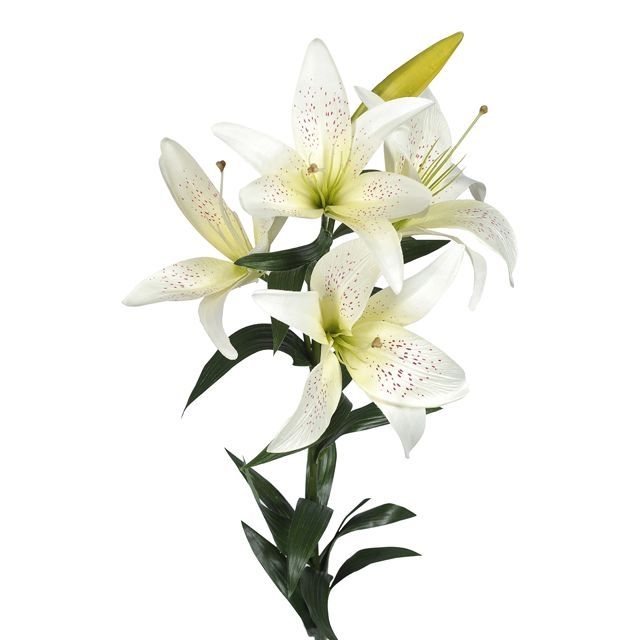 Silk King Lily