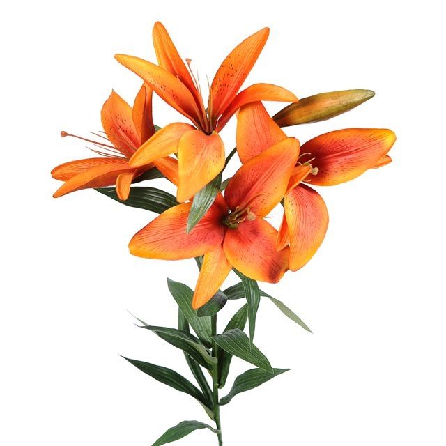 King Lily Orange