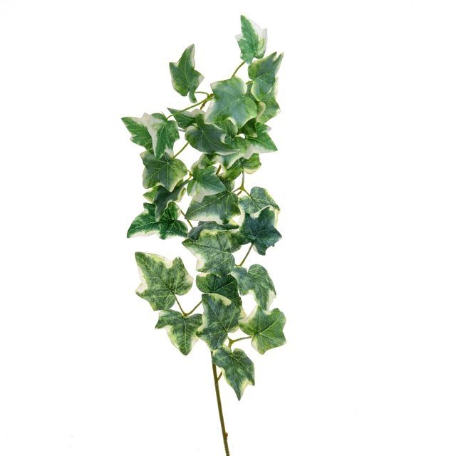 Ivy Large Leaf Variegated Stem