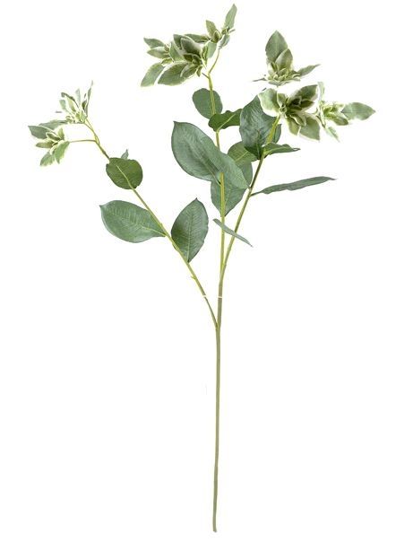 Euphorbia Leaf Spray 81cm