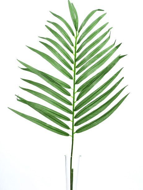Leaf Parlour Palm 70cm