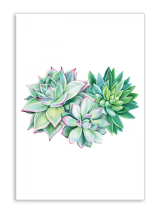 Blank Succulents Card