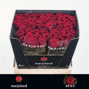 Rose Red Naomi Marjoland 60cm VPO