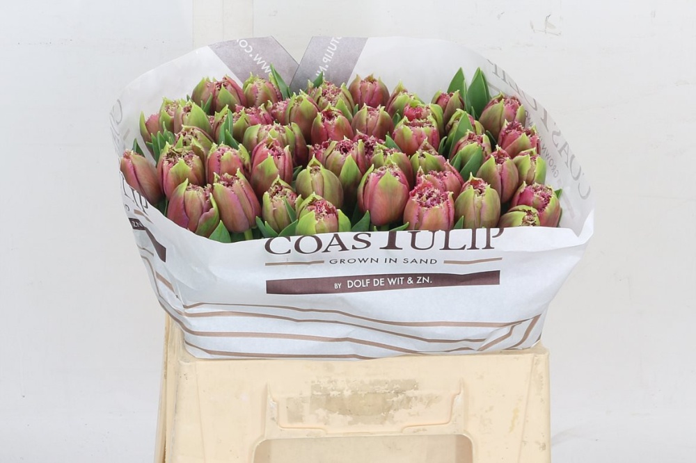 Tulip French Mascotte 36cm