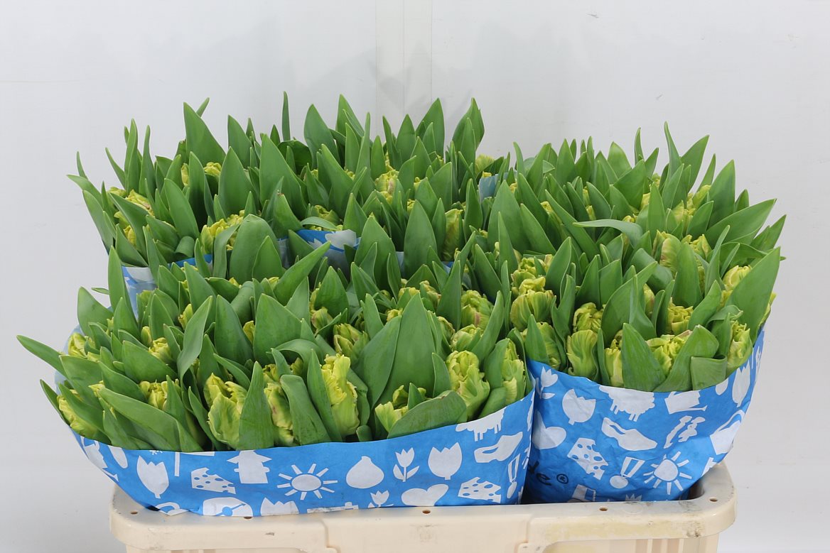 Tulip Parrot Sun Parrot 36cm