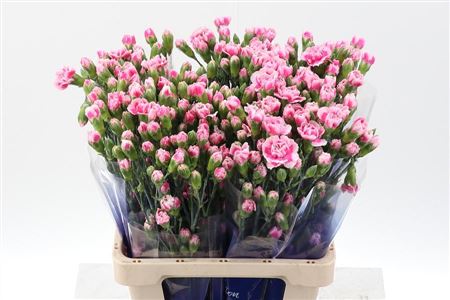 Carnation Spray Skyline Hi Select 65cm