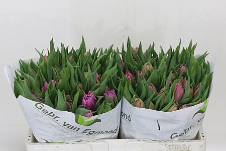 Tulip Double Double Price 32cm