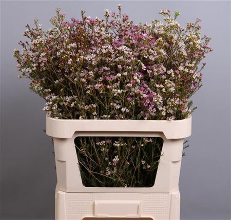 Chamelaucium (Waxflower) Blondie 60cm