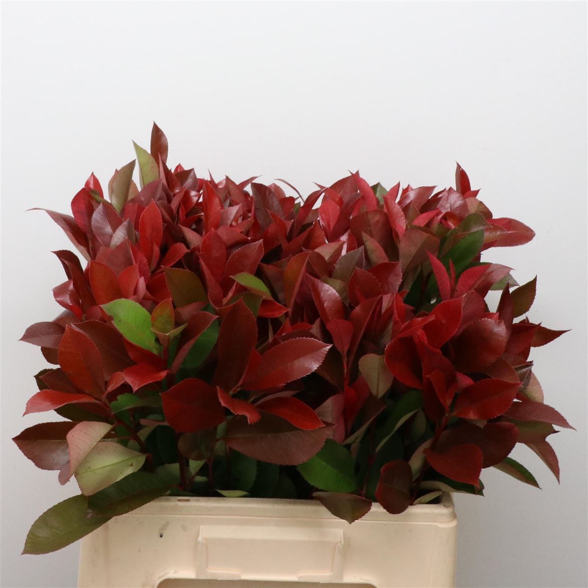 Photinia X F Red Robin 60cm