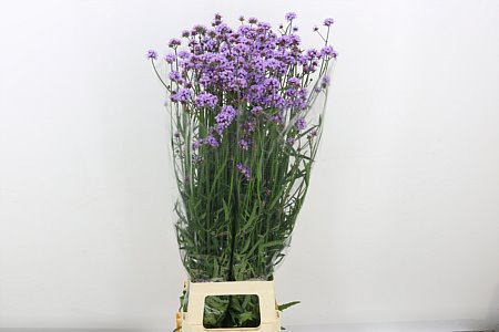 Verbena Has P Spires 100cm