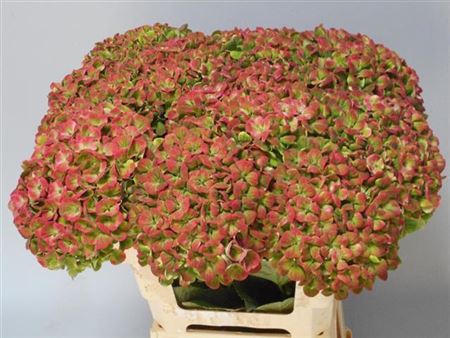 Hydrangea M Mag Coral Cl 60cm