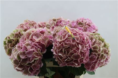 Hydrangea M Mammoet Cl 80cm