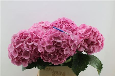 Hydrangea M Mammoet 60cm