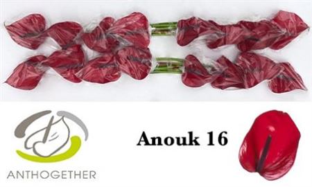 Anthurium Anouk Impr X12 12cm