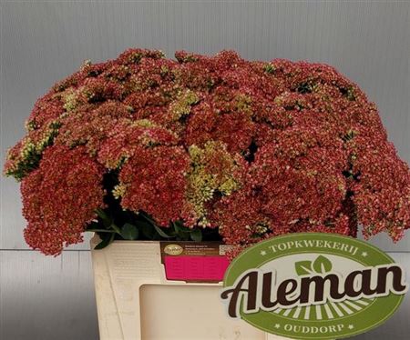 Sedum Herbstfreude 60cm