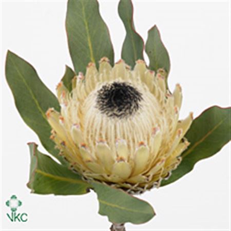 Protea Barb Snow Queen 40cm