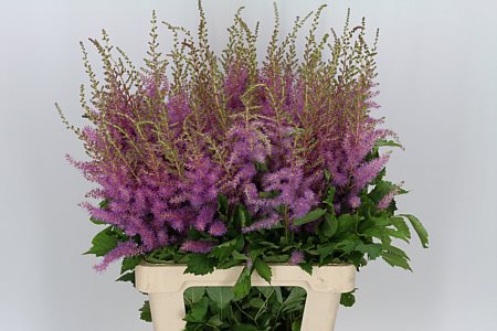 Astilbe Ar Amethyst 70cm