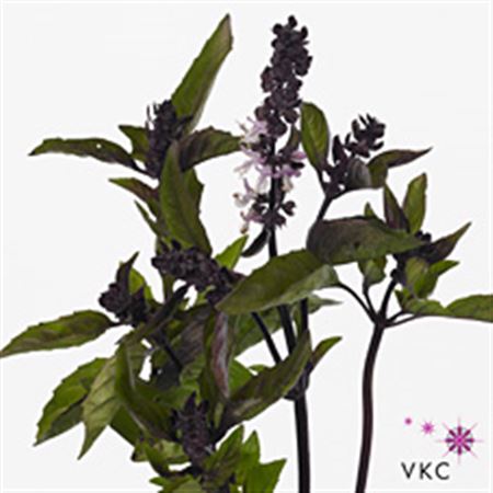 Ocimum Basilicum Margarita 60cm