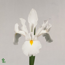 Iris Casablanca 65cm