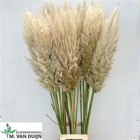 Cortaderia/Pampas Se Evita Dutch Fresh 130cm