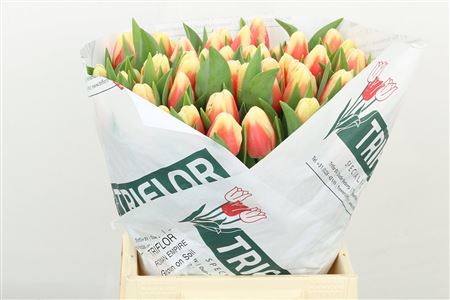 Tulip Roman Empire 42cm