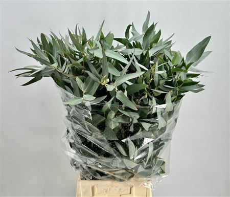 Eucalyptus Gloria Maria 300gr 65cm