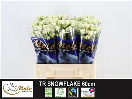 Rose Spray Snow Flake Imp 40cm