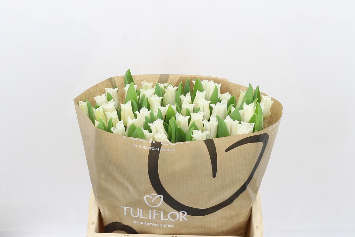 Tulip Crown White Libersta 38cm