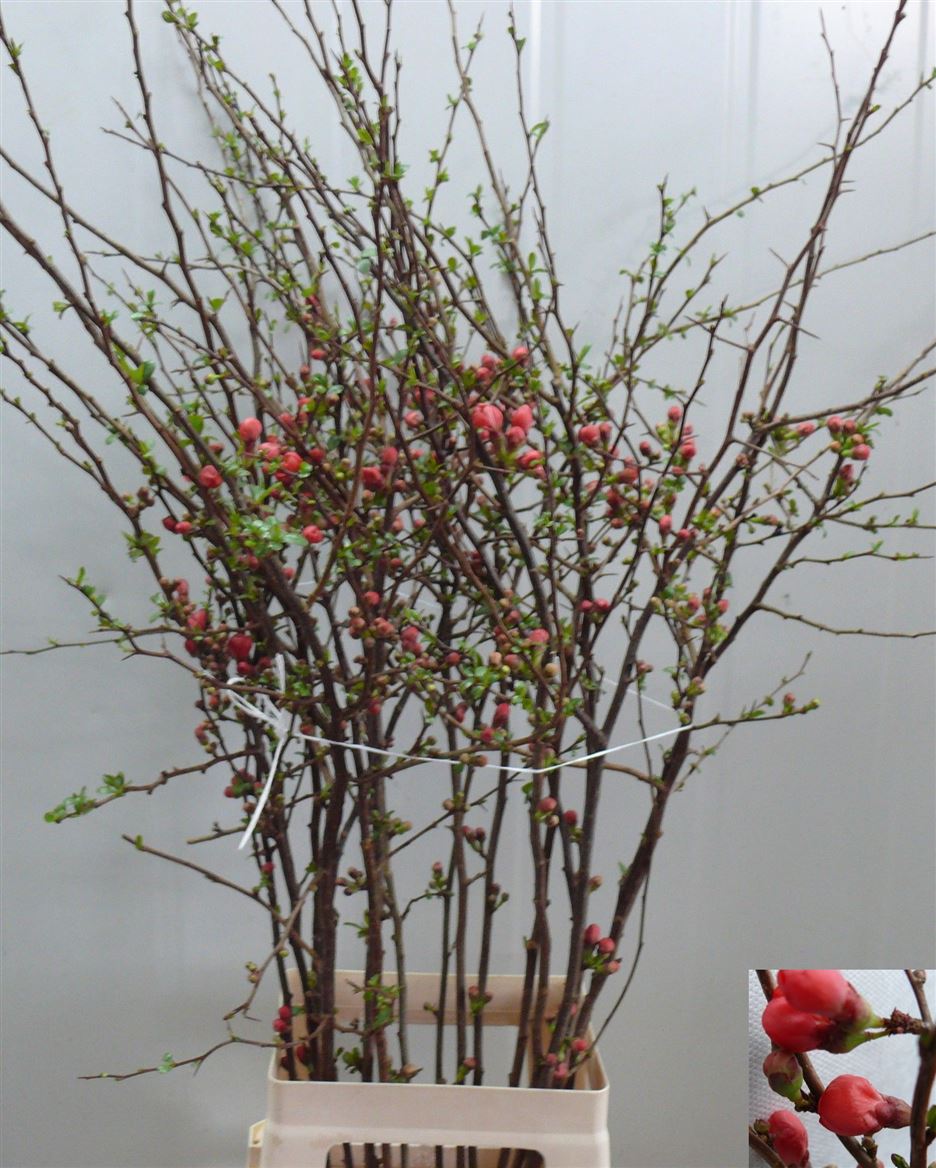 Chaenomeles Japonica