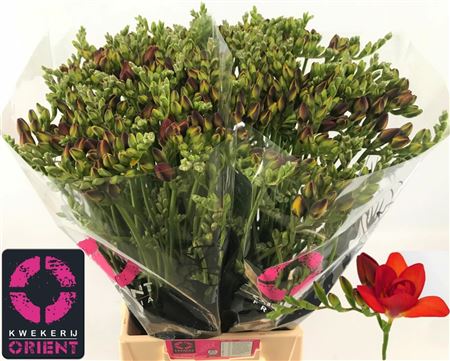 Freesia Dble Red Beauty 52cm