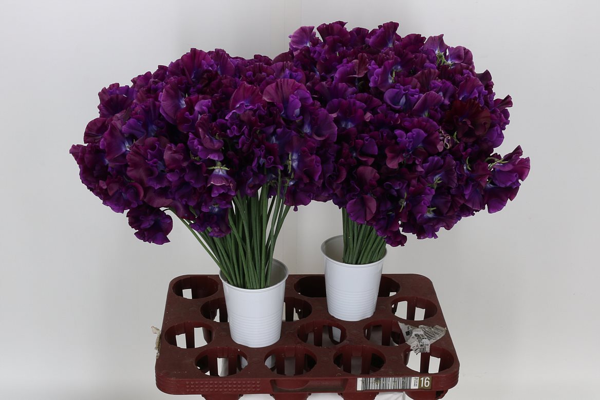 Sweet Pea Bordeaux 40cm