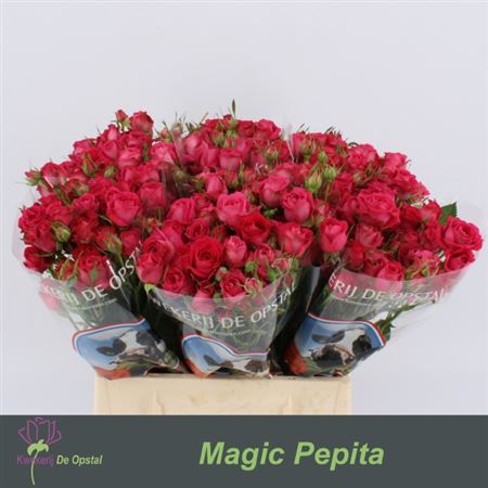 Rose Spray Magic Pepita 50cm