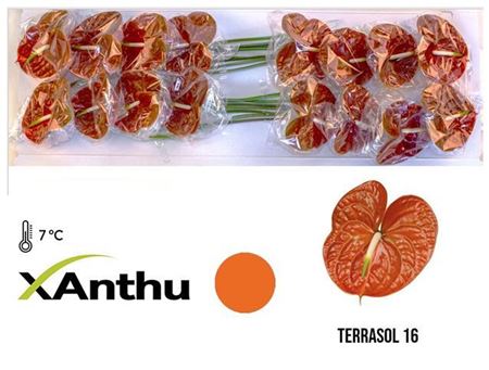 Anthurium Terrasol X10 10cm