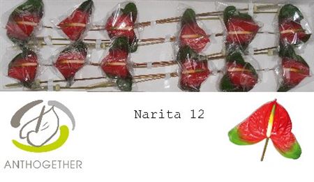 Anthurium A Narita 12