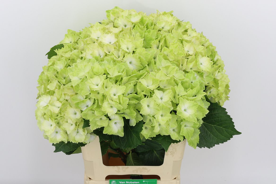 Hydrangea M Mag Noblesse 60cm