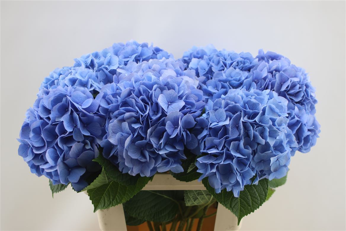 Hydrangea M Hild Moorh Bl 60cm