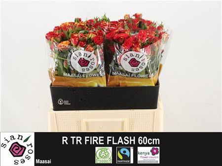 Rose Spray Fire Flash 50cm