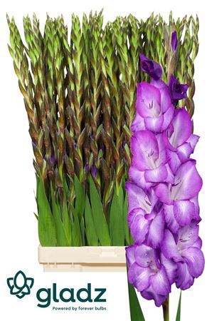 Gladioli Gr Chemistry 120cm