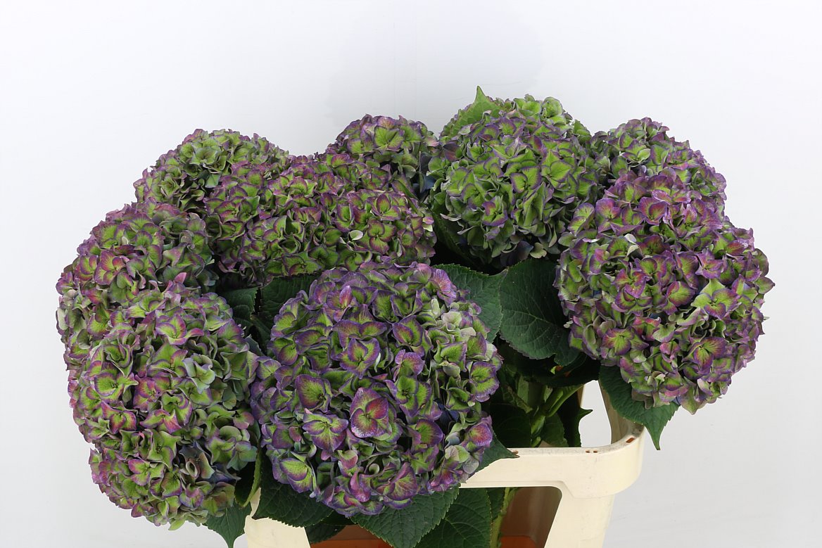 Hydrangea M Rodeo Cl 80cm