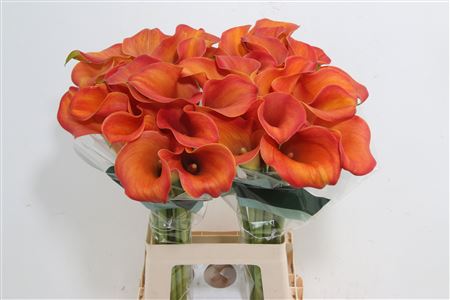 Calla Lilly Callista 50cm