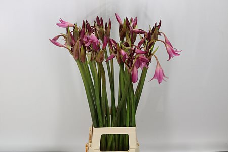 Crinum Powelii 80cm