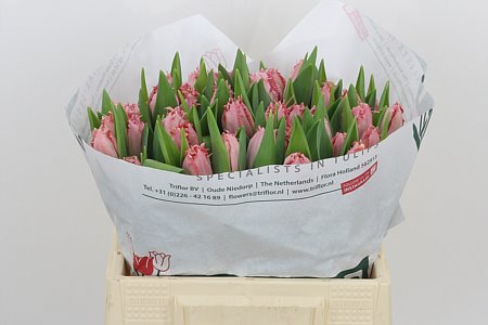 Tulip French Santander 38cm