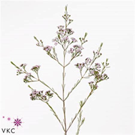 Chamelaucium (Waxflower) Dancing Queen Pink 60cm