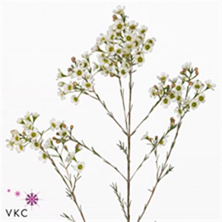 Chamelaucium (Waxflower) Denmark Pearl 60cm